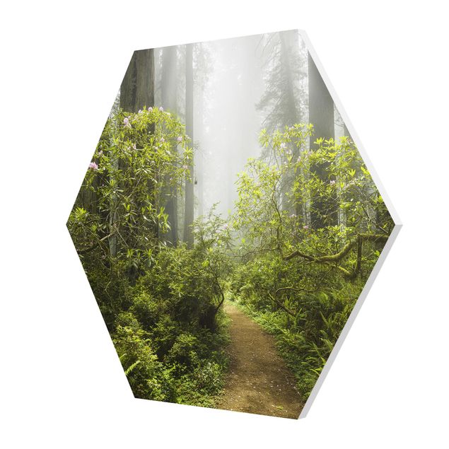 Hexagons Forex schilderijen Misty Forest Path