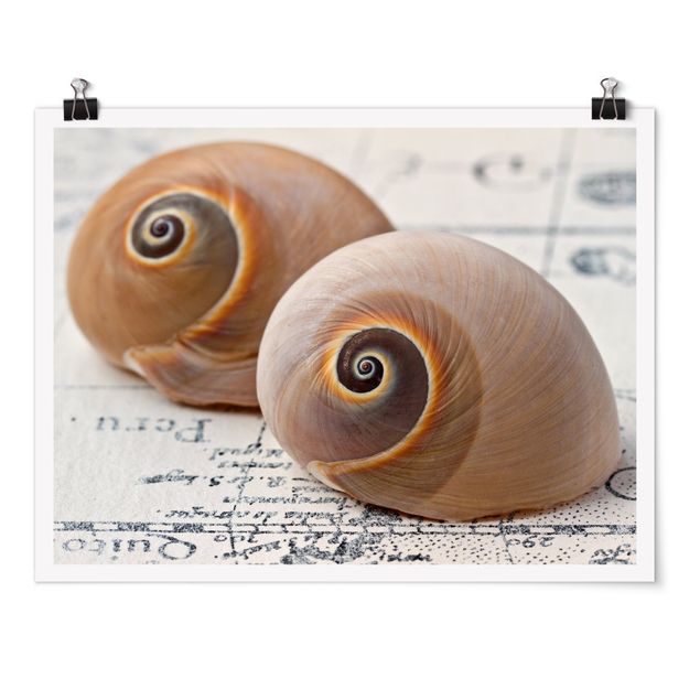 Posters Shell Duo