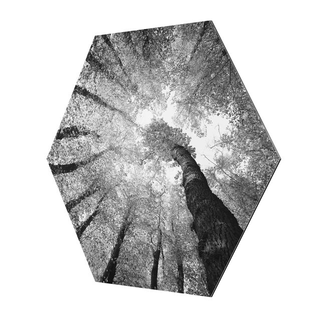 Hexagons Aluminium Dibond schilderijen Trees Of Life II
