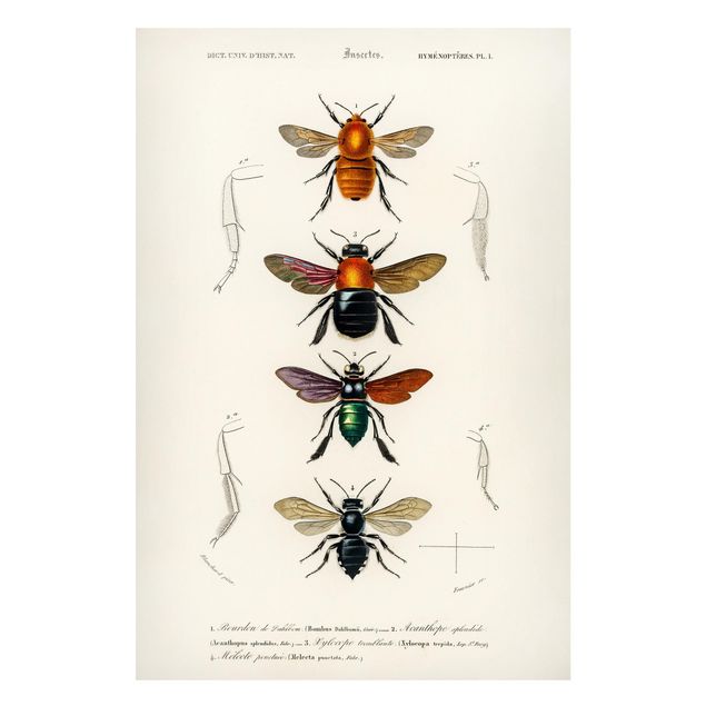 Magneetborden Vintage Board Insects