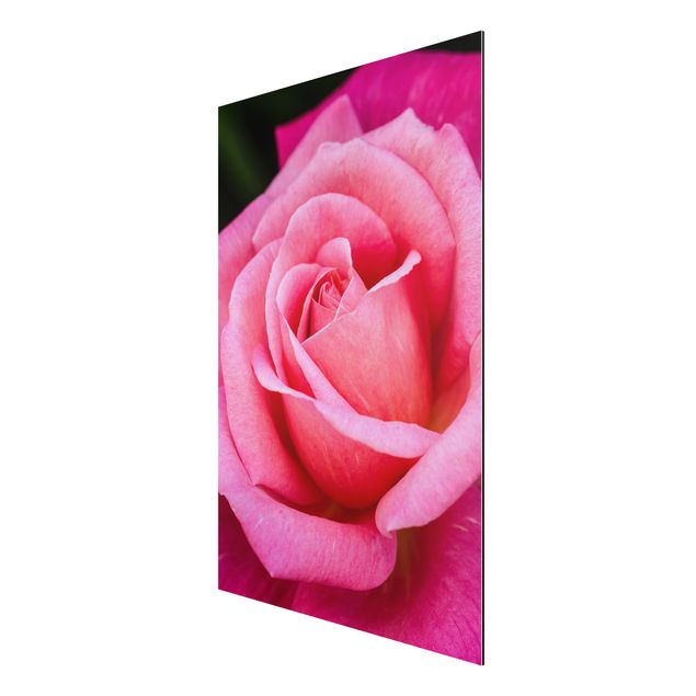 Aluminium Dibond schilderijen Pink Rose Flowers Green Backdrop