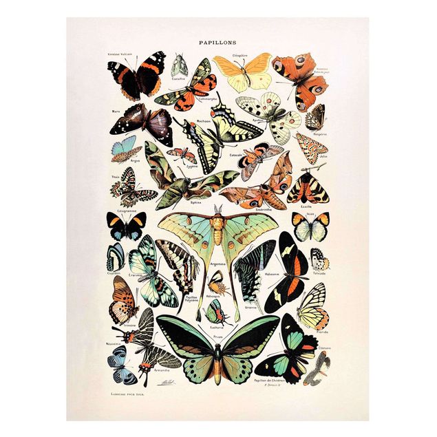 Magneetborden Vintage Board Butterflies And Moths