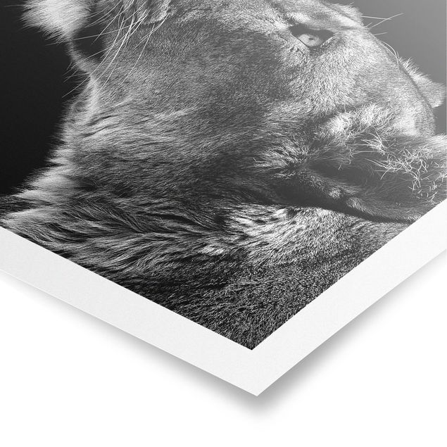 Posters Portrait Of A Lioness