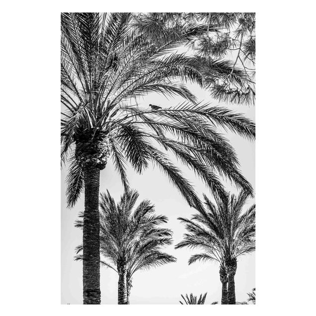 Magneetborden Palm Trees At Sunset Black And White