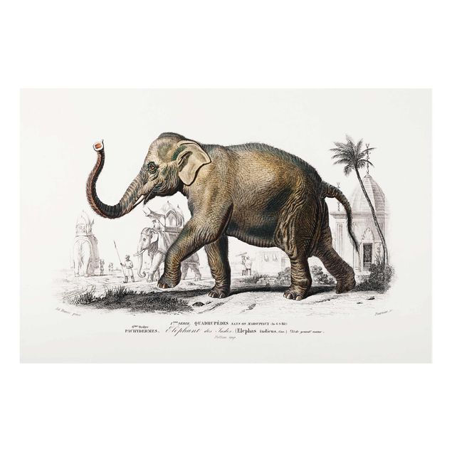 Glasschilderijen Vintage Board Elephant