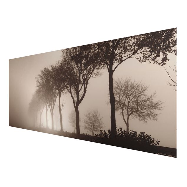 Aluminium Dibond schilderijen Tree Avanue In Morning Mist