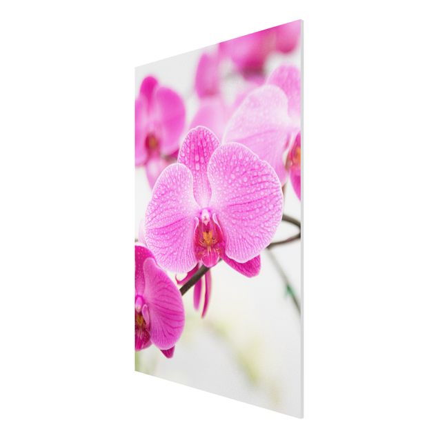 Forex schilderijen Close-Up Orchid