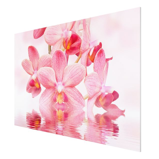 Forex schilderijen Light Pink Orchid On Water