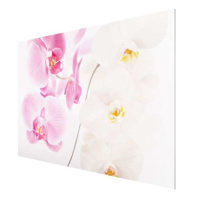 Forex schilderijen Delicate Orchids