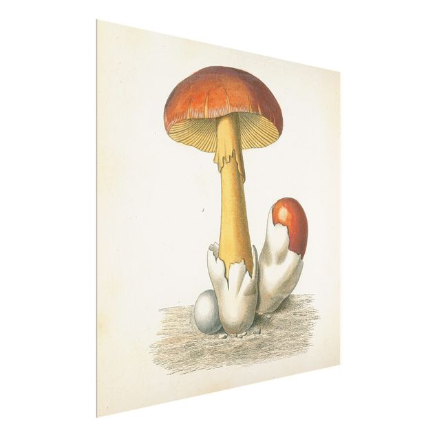 Glasschilderijen - French Mushrooms