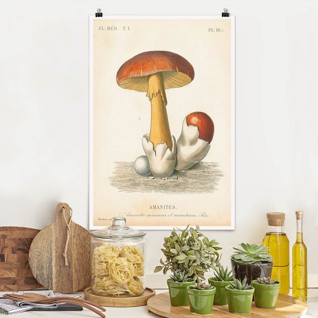 Poster - French Mushrooms