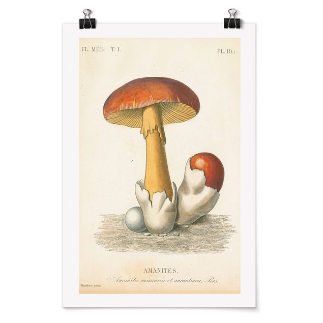 Poster - French Mushrooms