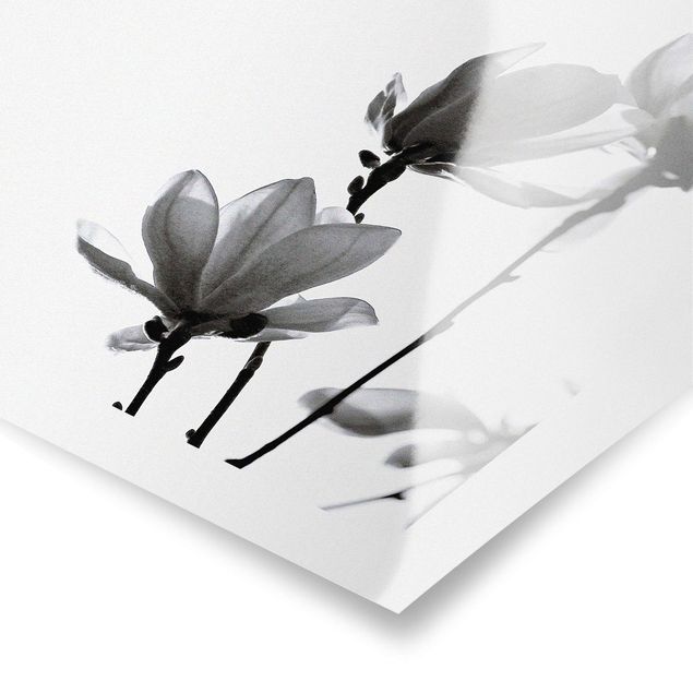 Posters Herald Of Spring Magnolia Black And White