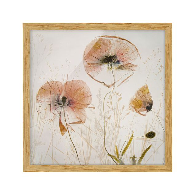 Ingelijste posters Dried Poppy Flowers With Delicate Grasses