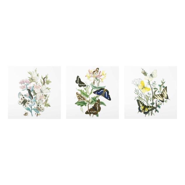 Glasschilderijen - 3-delig British Butterflies Set I