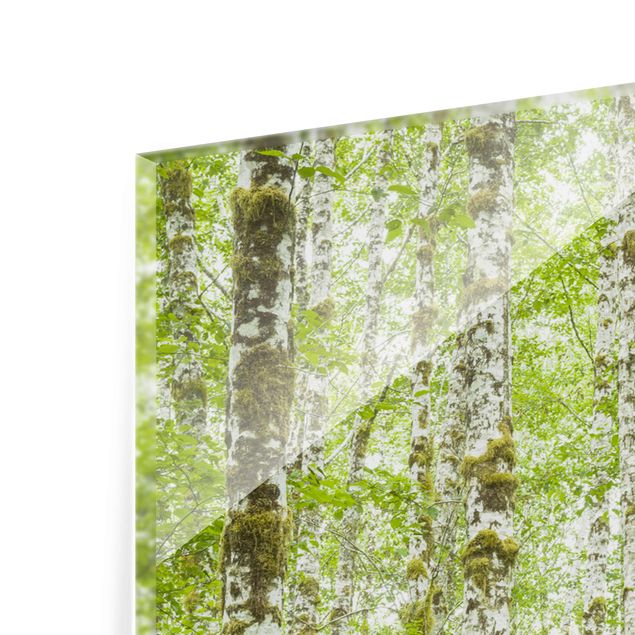 Glasschilderijen - 3-delig Hoh Rainforest Olympic National Park
