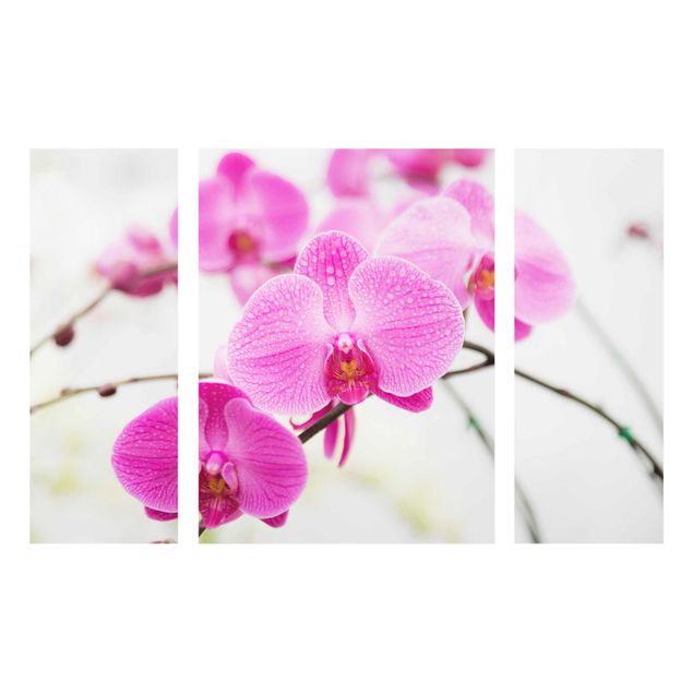 Glasschilderijen - 3-delig Close-Up Orchid