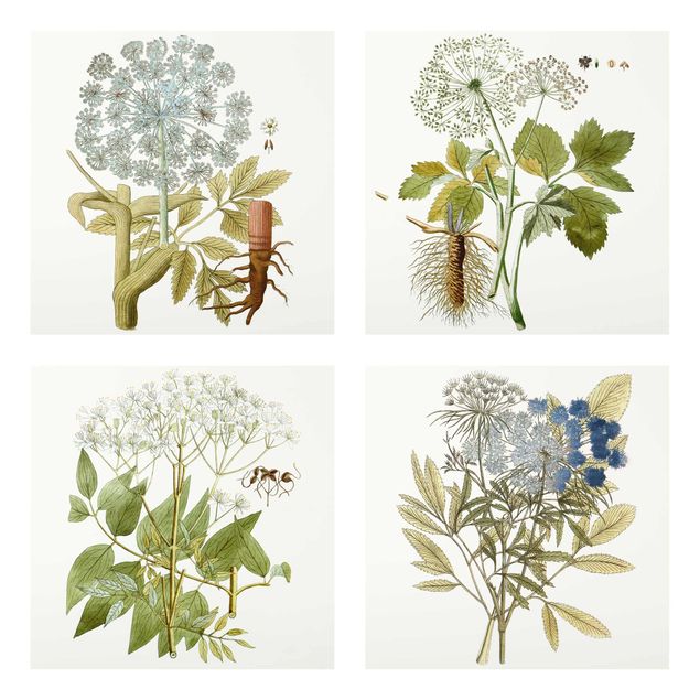 Glasschilderijen - 4-delig Wild Herbs Board Set II