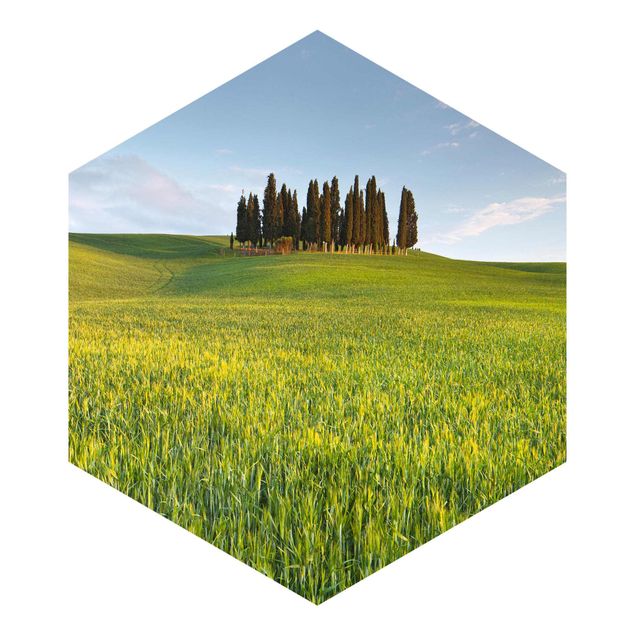 Hexagon Behang Green Field In Tuscany