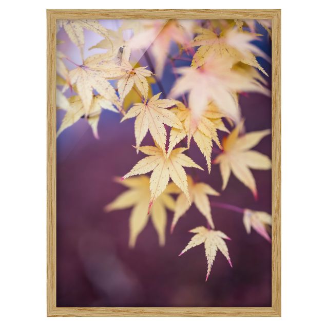 Ingelijste posters Autumn Maple Tree