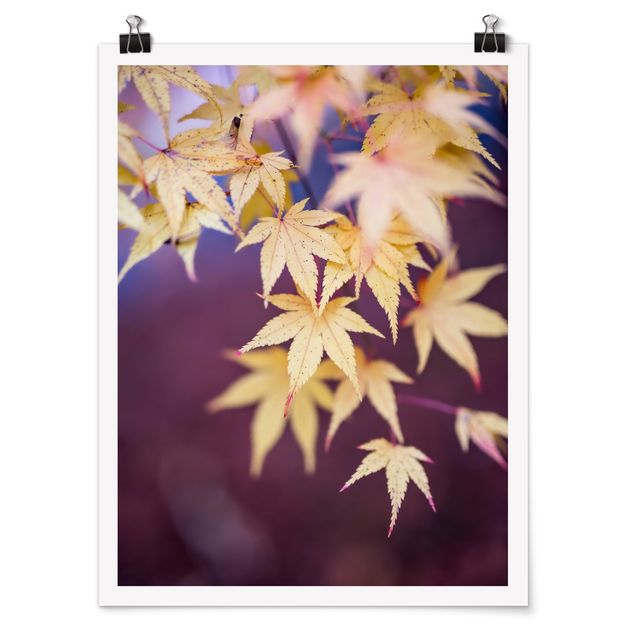 Posters Autumn Maple Tree