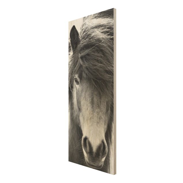 Houten schilderijen Icelandic Horse In Black And White