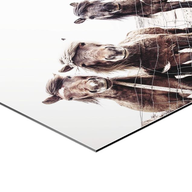Hexagons Aluminium Dibond schilderijen Icelandic Horse