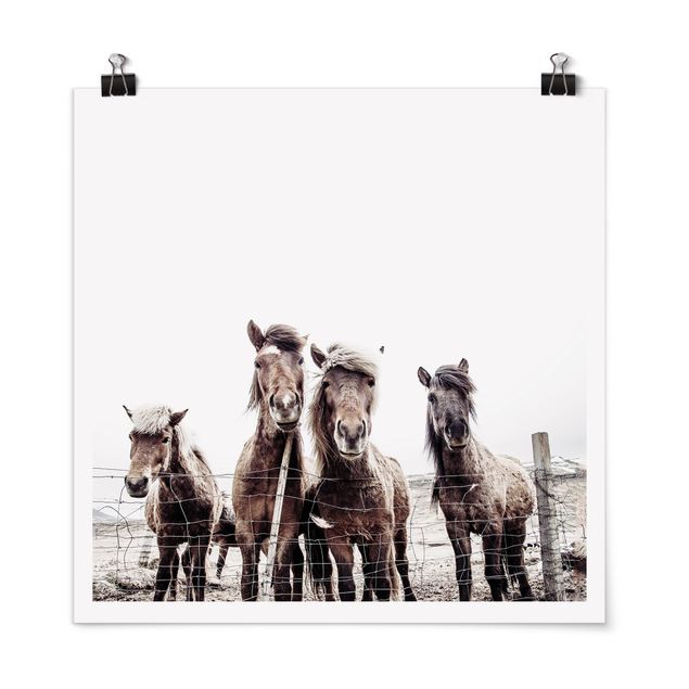 Posters Icelandic Horse