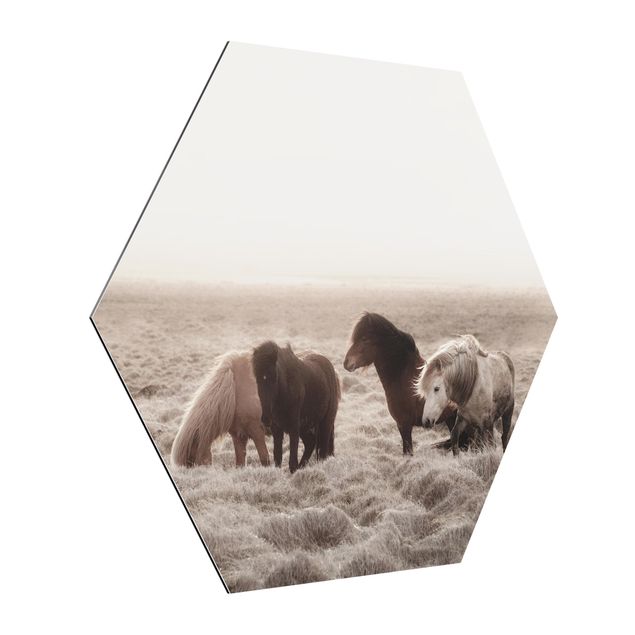 Hexagons Aluminium Dibond schilderijen Wild Icelandic Horse
