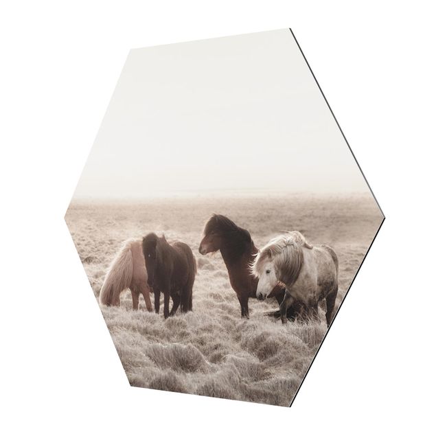 Hexagons Aluminium Dibond schilderijen Wild Icelandic Horse