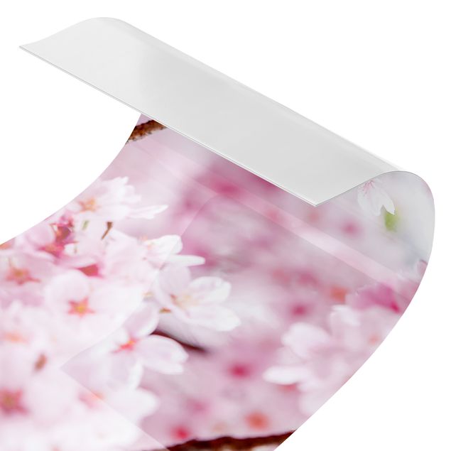 Keukenachterwanden Japanese Cherry Blossoms