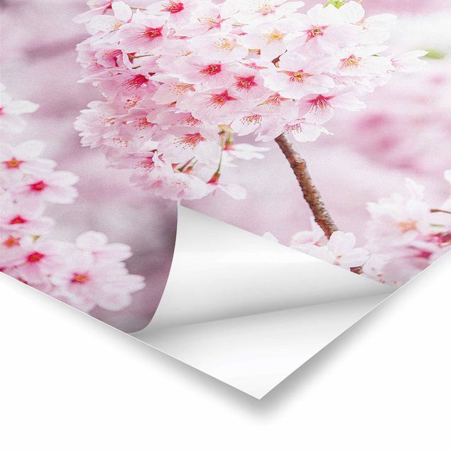 Posters Japanese Cherry Blossoms