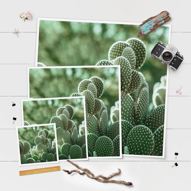 Posters Cacti