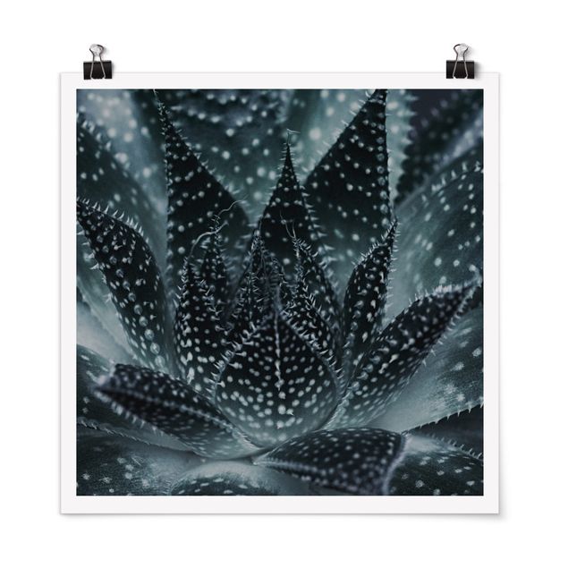 Posters Cactus Drizzled With Starlight At Night