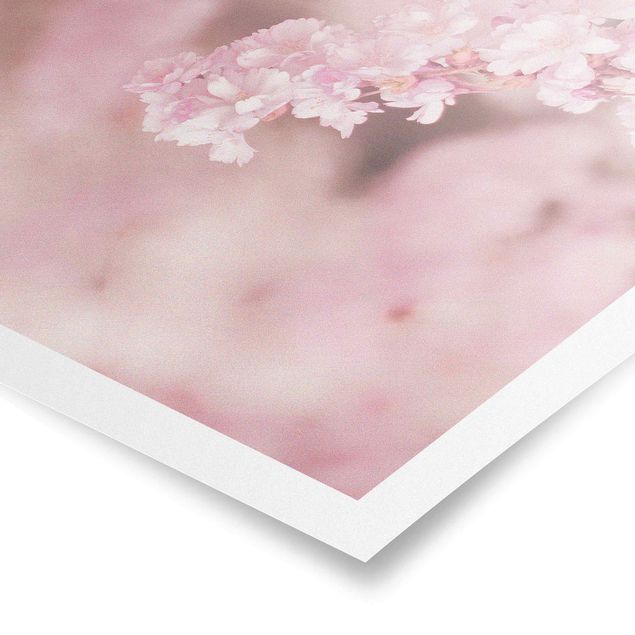 Posters Cherry Blossoms In Purple Light