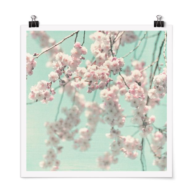 Posters Dancing Cherry Blossoms On Canvas