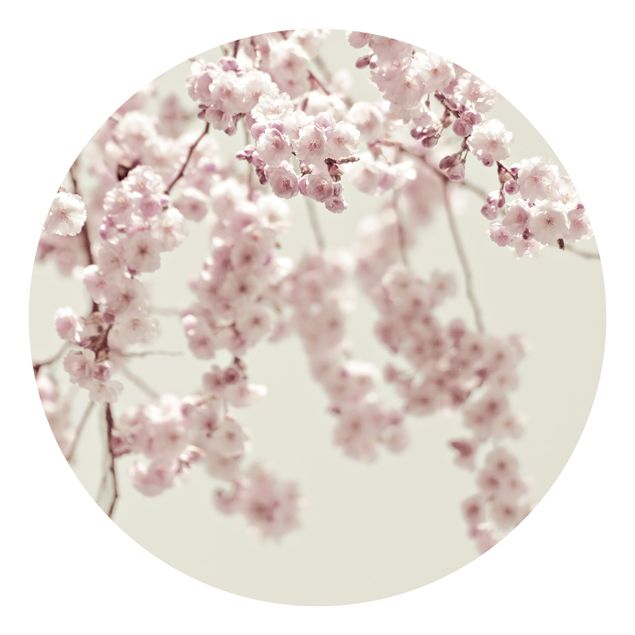 Behangcirkel Dancing Cherry Blossoms