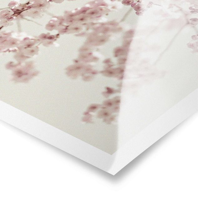 Posters Dancing Cherry Blossoms