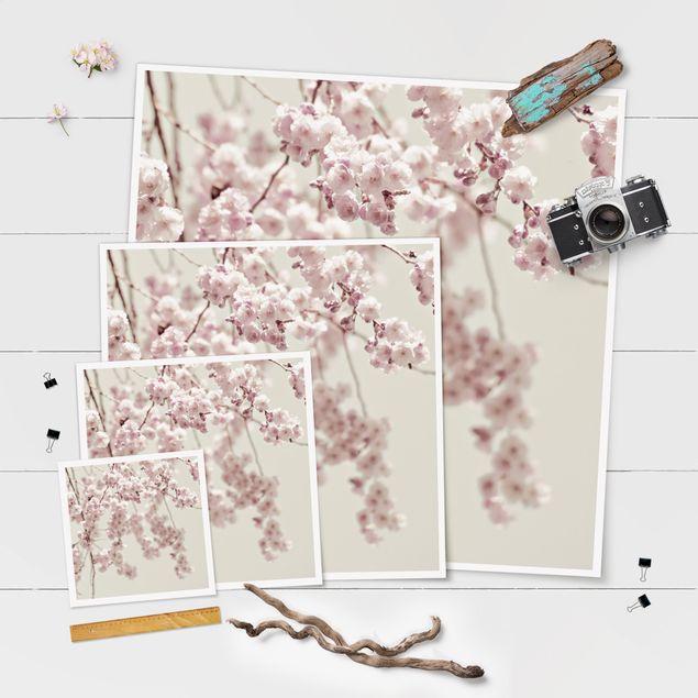 Posters Dancing Cherry Blossoms