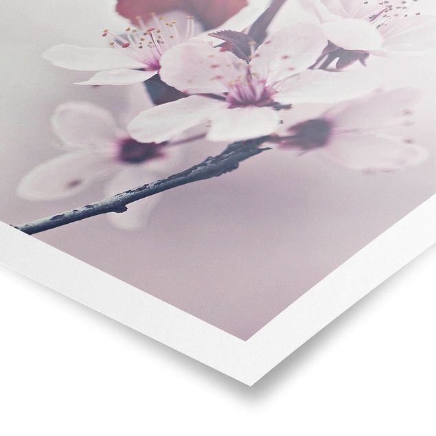 Posters Cherry Blossom Branch Antique Pink