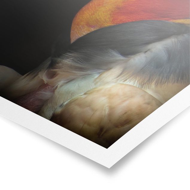 Posters King Vulture In Front Of Black