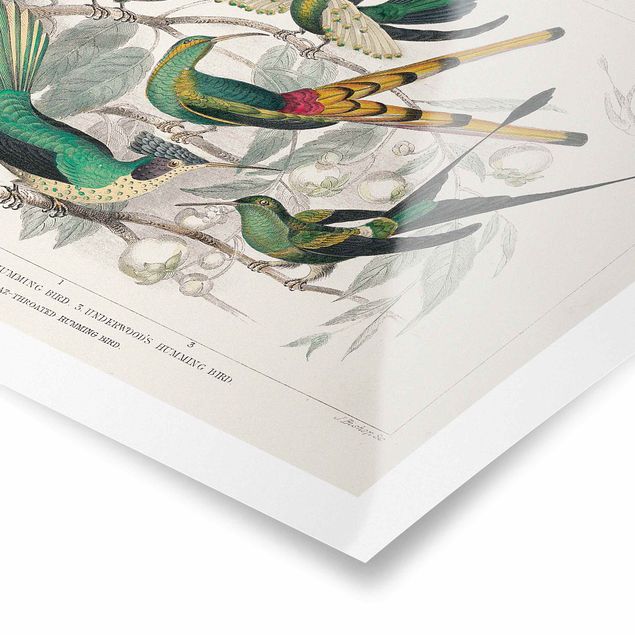 Poster - Hummingbird Diagram