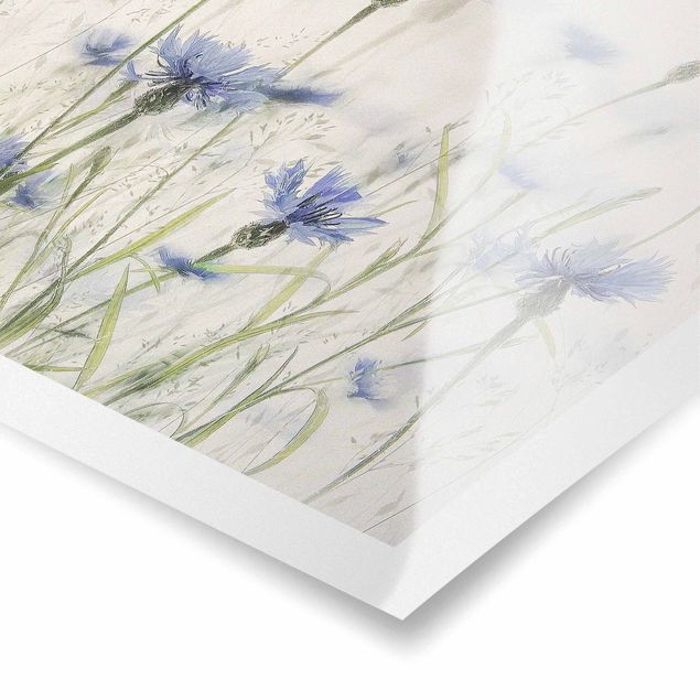 Posters Cornflowers And Grasses In A Field