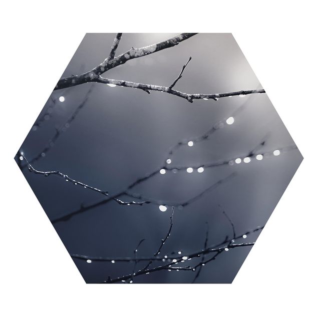 Hexagons Aluminium Dibond schilderijen Drops Of Light On A Branch Of A Birch Tree
