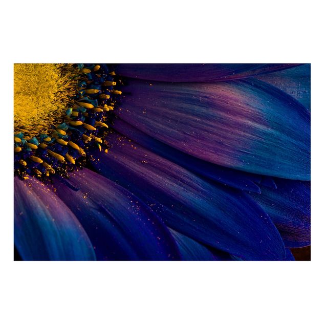 Magneetborden Blue Gerbera Flower