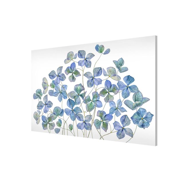 Magneetborden Blue Hydrangea Flowers