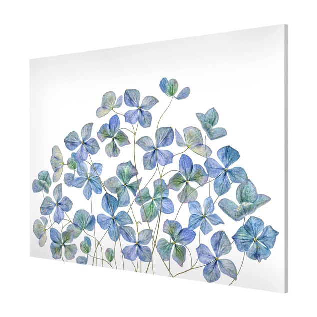 Magneetborden Blue Hydrangea Flowers