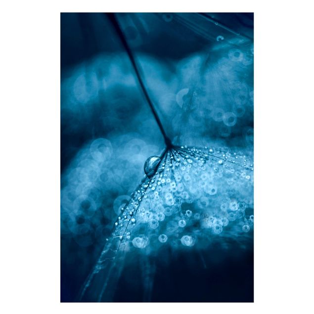 Magneetborden Blue Dandelion In The Rain