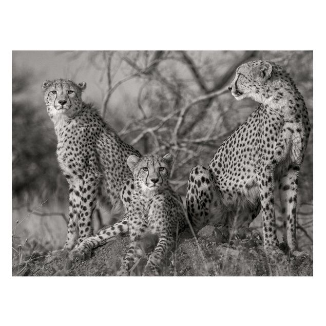 Magneetborden Three Cheetahs