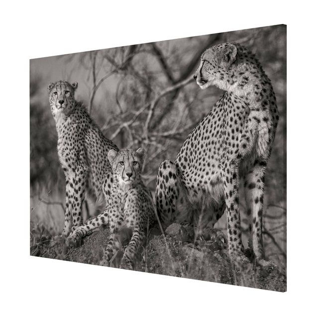Magneetborden Three Cheetahs